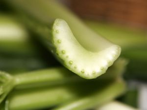 celery - cross section